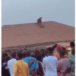 Strange creature with human body and animal head mysteriously lands on roof (Video) - creature